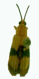   Callistola (Freycinetivora)  habitus. 